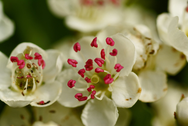 A pistil of the hawthorn plant.